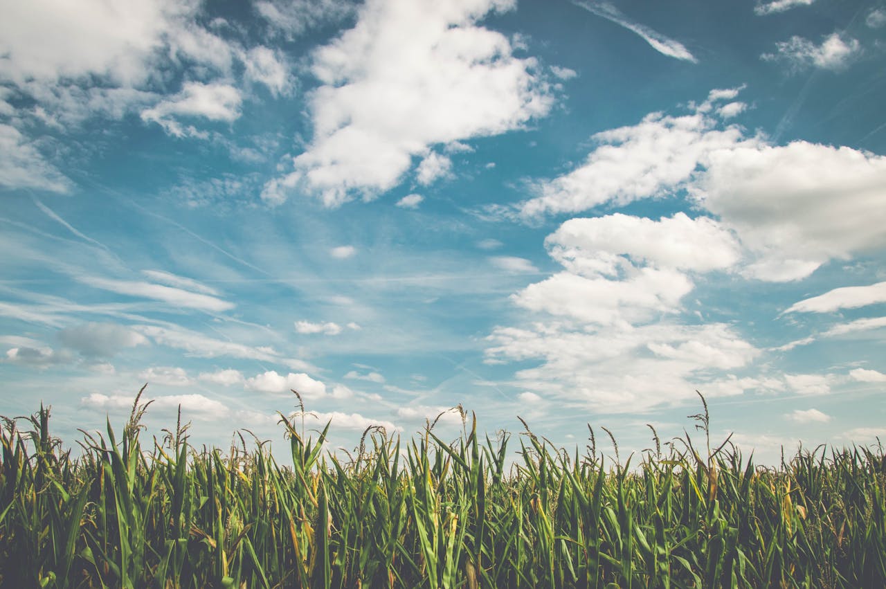 Corn Fields Under White Clouds With Blue Sky during Daytime