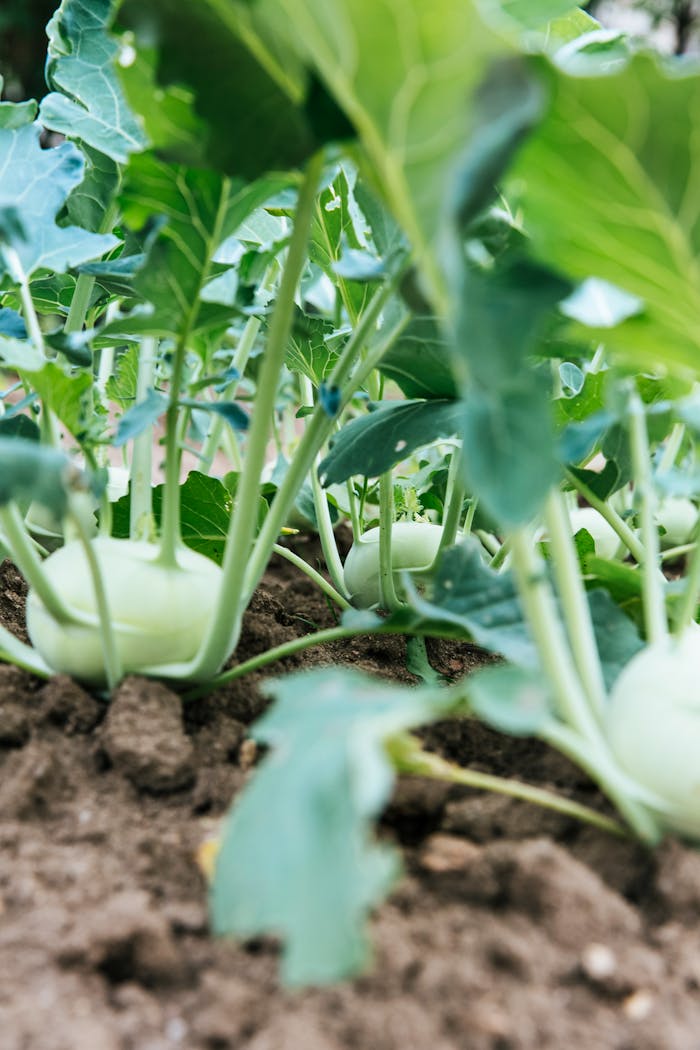 Free stock photo of agriculture, close-up, farm